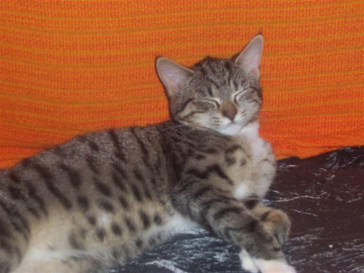 Huskat mille billede 4