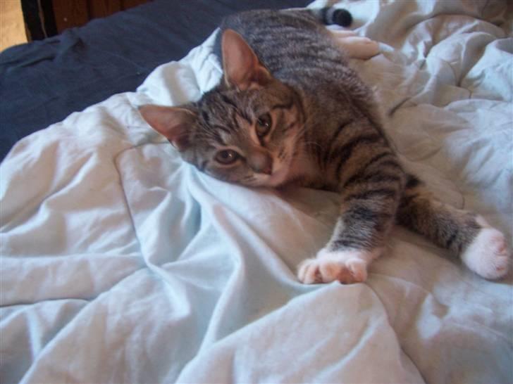 Huskat mille billede 5