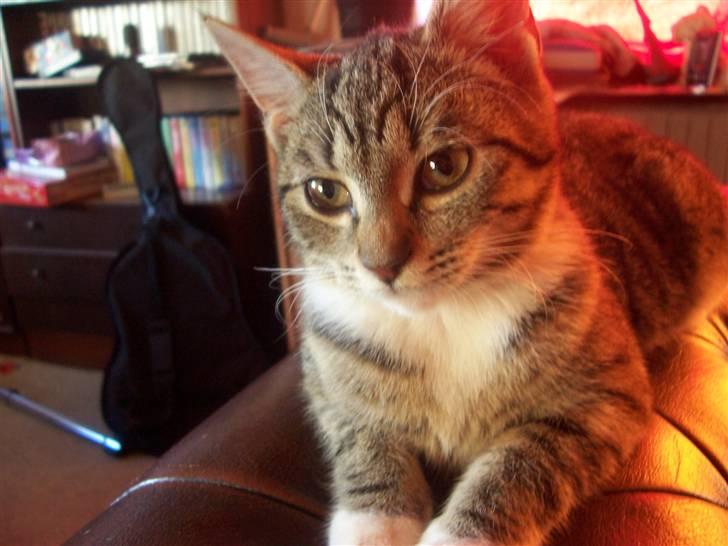 Huskat mille billede 6