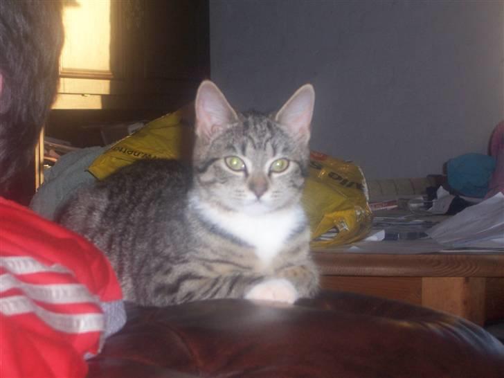 Huskat mille billede 7