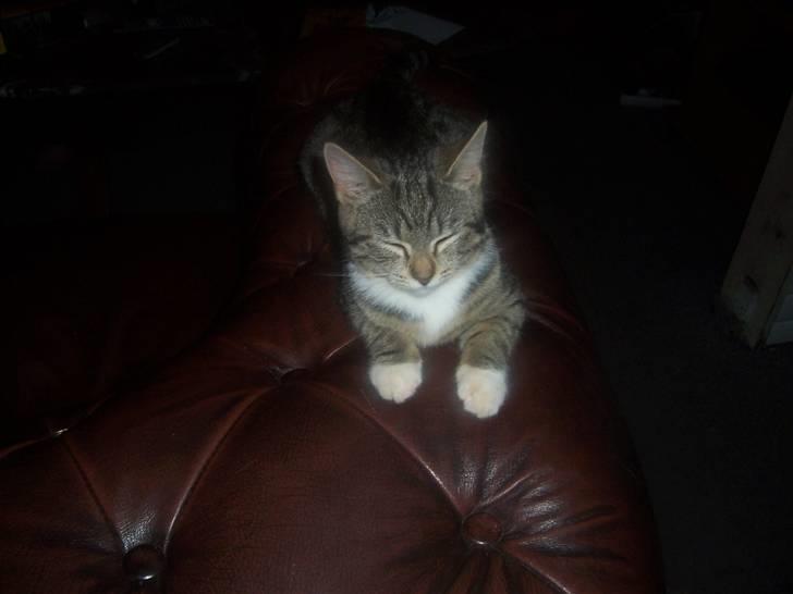 Huskat mille billede 8