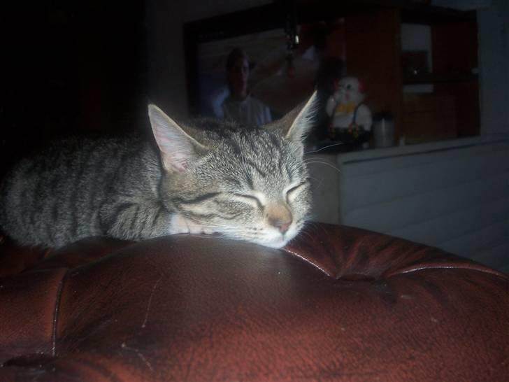 Huskat mille billede 9