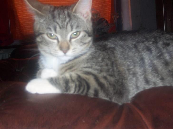 Huskat mille billede 10