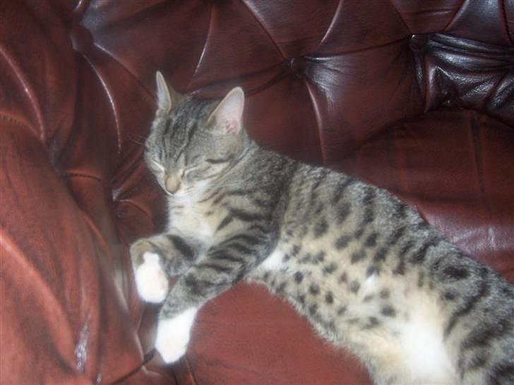 Huskat mille billede 11