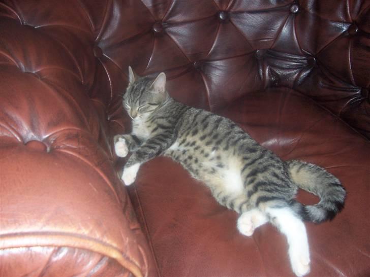 Huskat mille billede 12