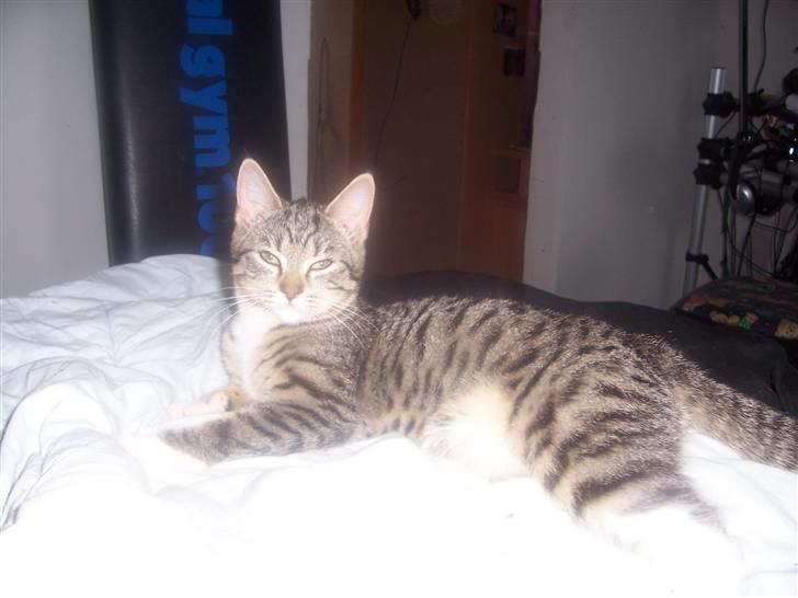 Huskat mille billede 13