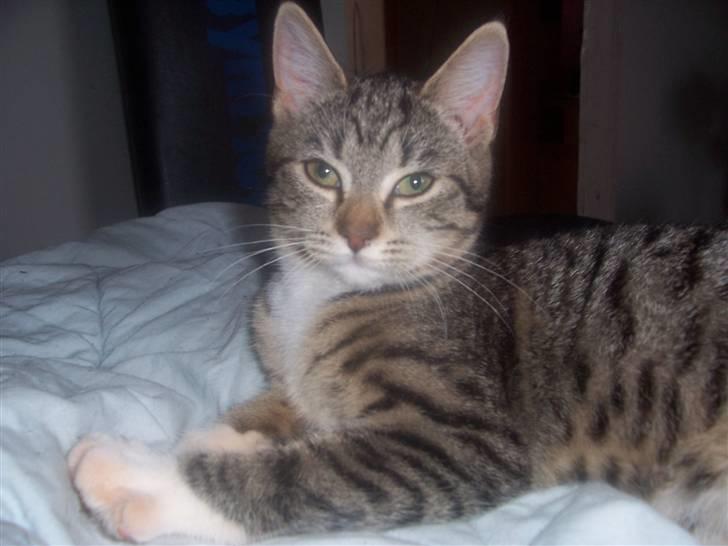 Huskat mille billede 14