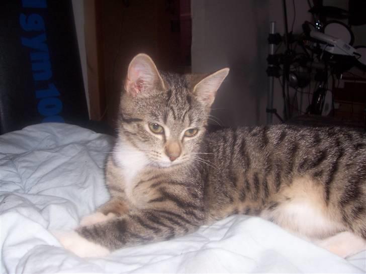 Huskat mille billede 15