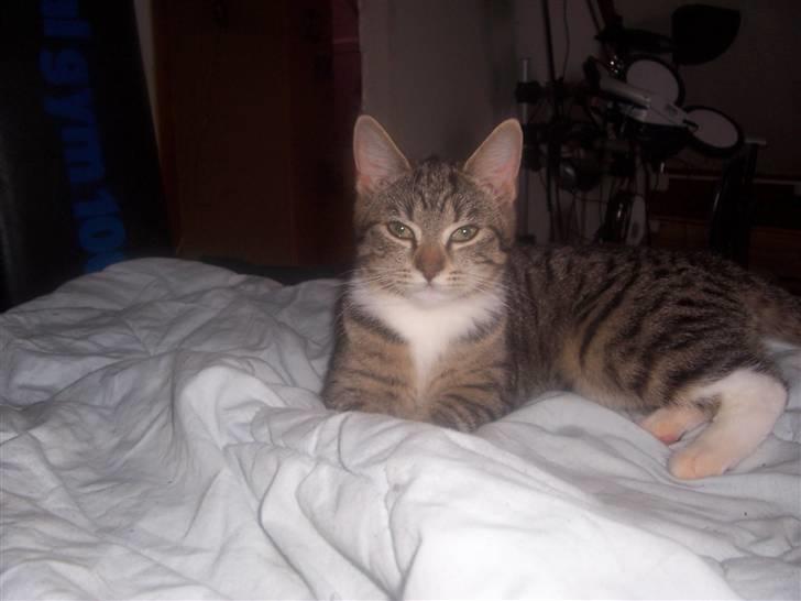 Huskat mille billede 16