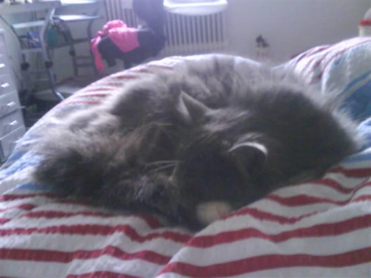 Maine Coon Nynne  billede 11