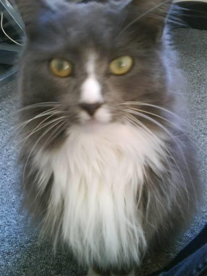 Maine Coon Nynne  billede 12