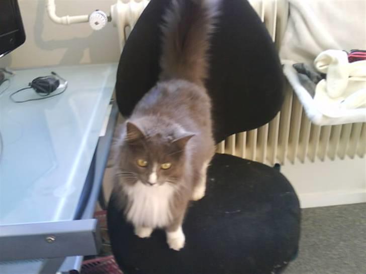 Maine Coon Nynne  billede 13