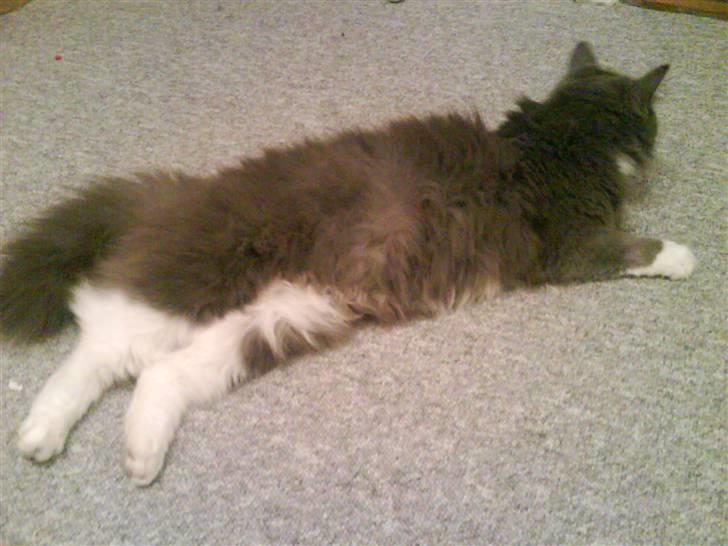 Maine Coon Nynne  billede 14