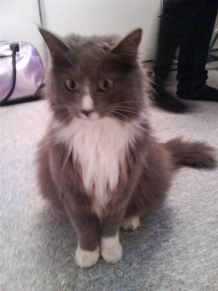 Maine Coon Nynne  billede 15