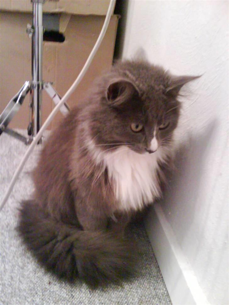 Maine Coon Nynne  billede 16