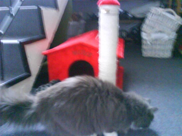 Maine Coon Nynne  billede 17