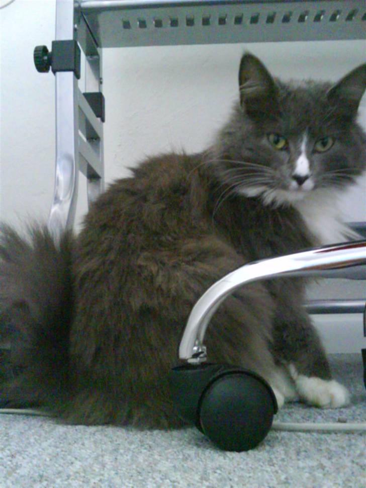 Maine Coon Nynne  billede 18