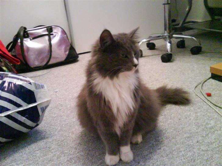 Maine Coon Nynne  billede 19