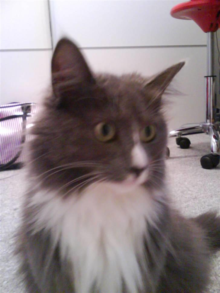 Maine Coon Nynne  billede 20