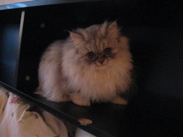 Perser Dumle - Jeg vil også være med til at sætte hylder op:) billede 1