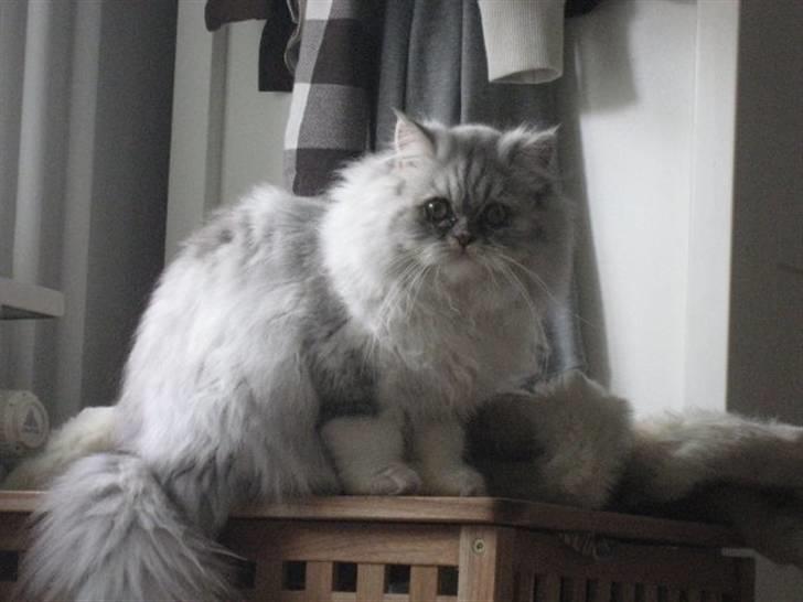 Perser Dumle - PUF - Så blev det vinter:) billede 2