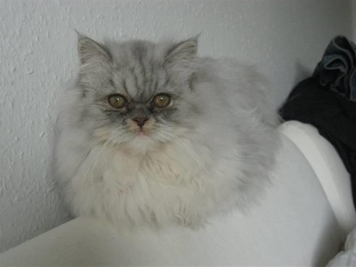 Perser Dumle - Jeg napper lige en morfar:) billede 3