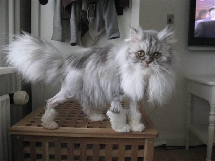 Perser Dumle - Hjemvendt fra frisøren:) billede 4