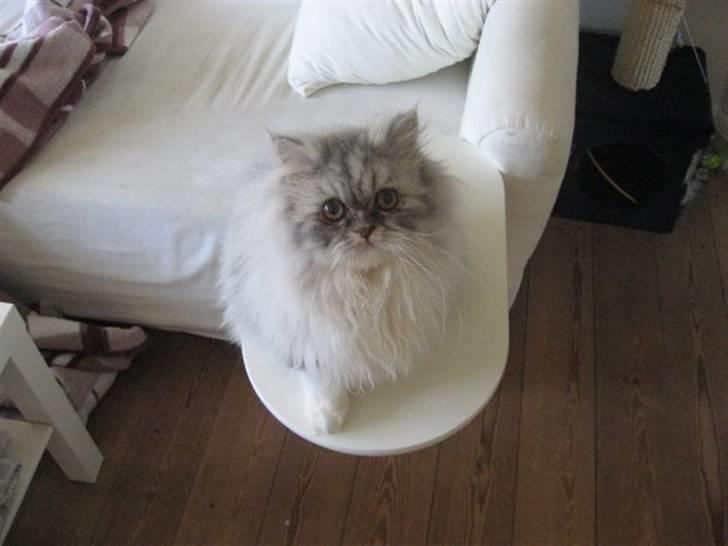 Perser Dumle - Miiiiaaav:) billede 5