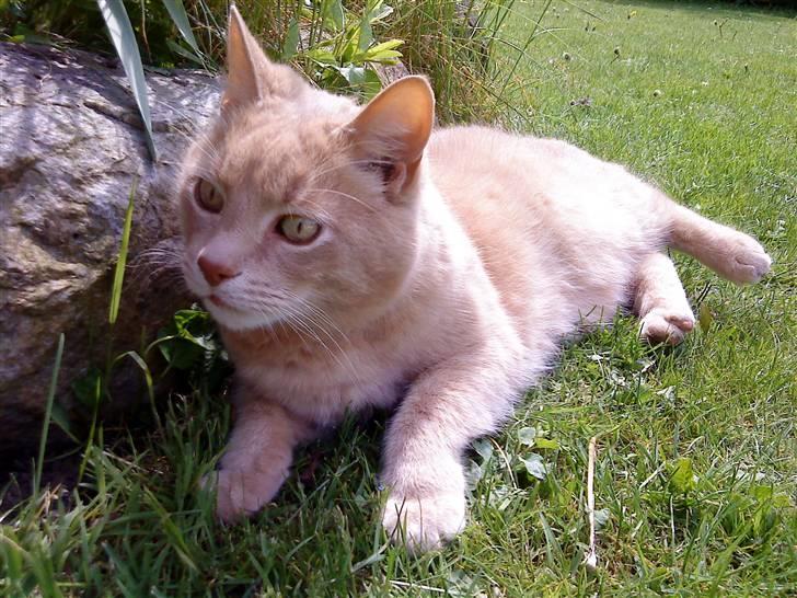 Huskat Semba - Hej, og hjertelig velkommen til min profil :) Bare kig jer omkring.  billede 1