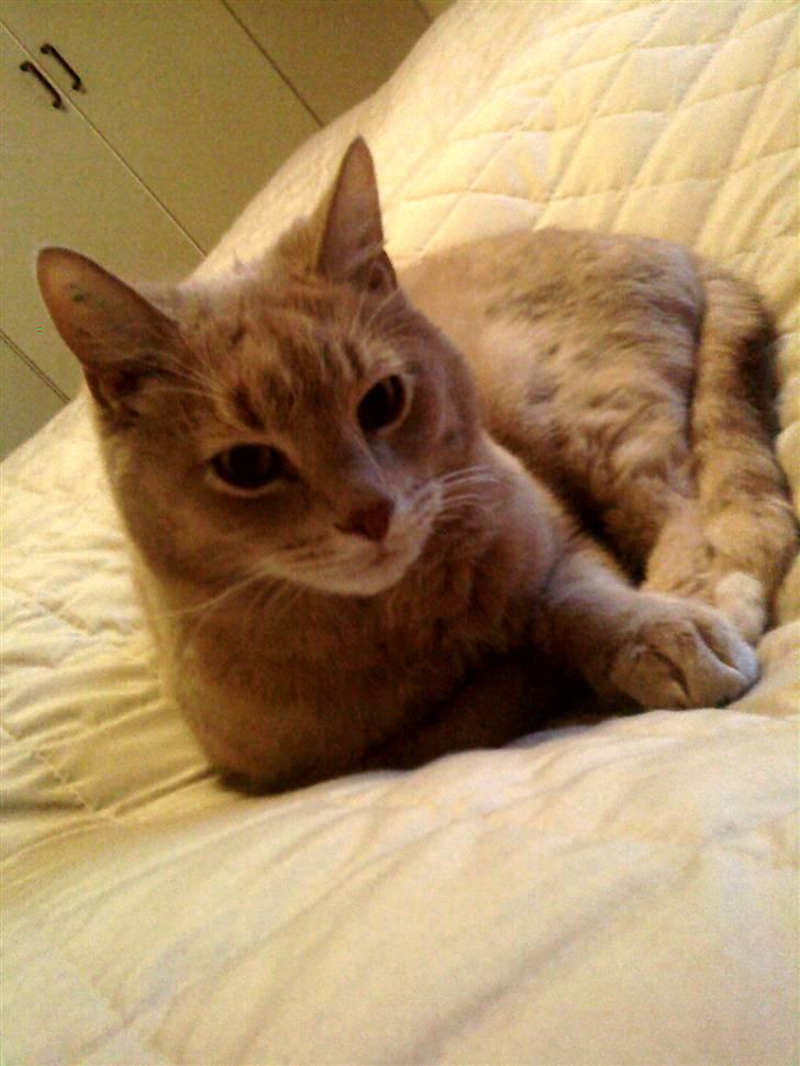 Huskat Semba - "Okay, så tag et billede af mig" :) billede 2