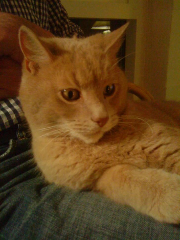 Huskat Semba - Her sidder han på min far, som han er meget glad for :) billede 4