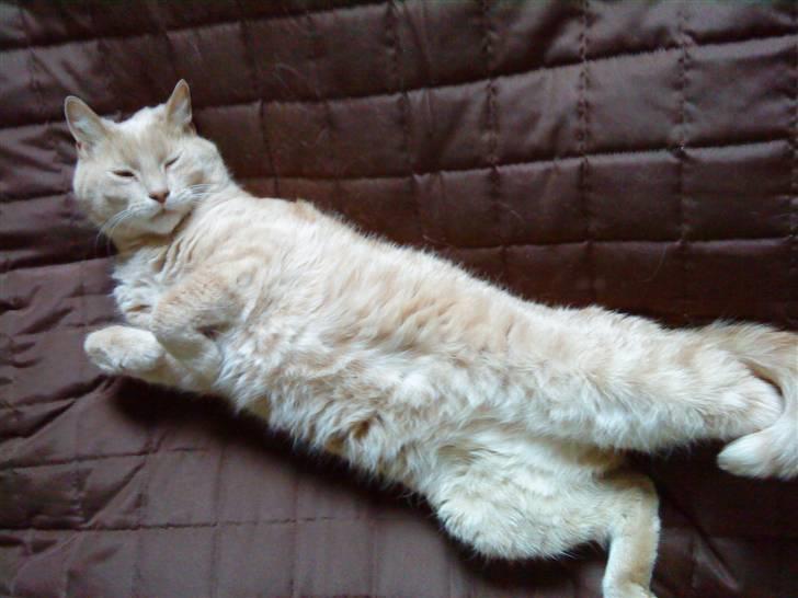 Huskat Semba - Semba elsker at ligge på ryggen og slappe af ;) billede 5