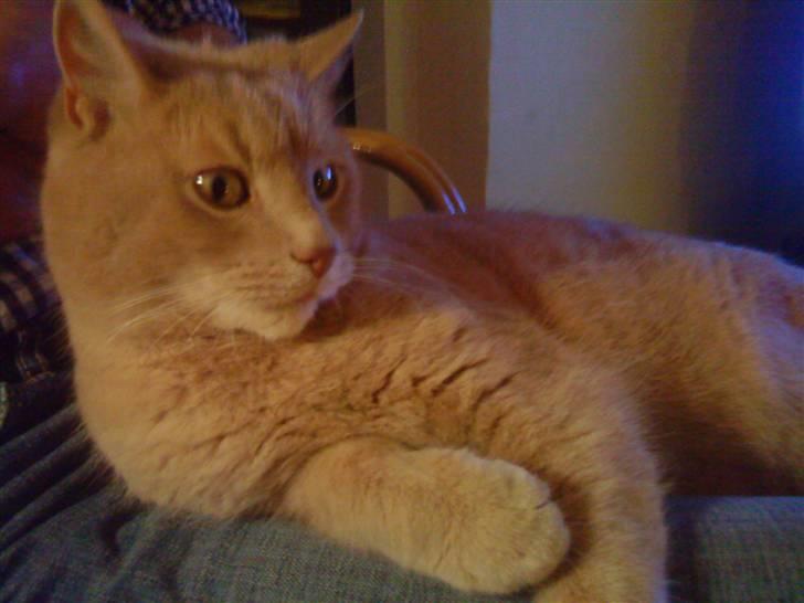 Huskat Semba - Det er da det rene luksus :) billede 6