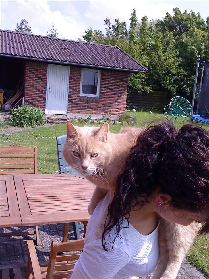 Huskat Semba - Semba kan godt lide bare at ligge på min ryg :D  billede 7