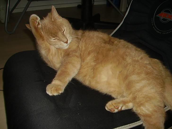 Huskat Semba - Ja fin vil han være :) billede 8