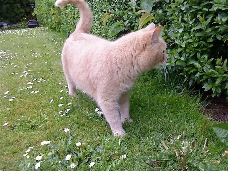 Huskat Semba - Semba går tit på eventyr. Det kunne jo være han en fik en fangst ;) Åh nej, slæb det ikke med hjem!! billede 9