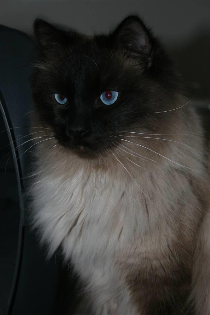 Ragdoll *Harlem billede 5