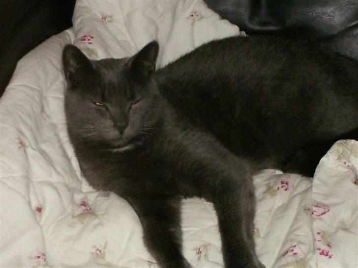 Blanding af racer Snøvs - Snøvs der dovner :) billede 1