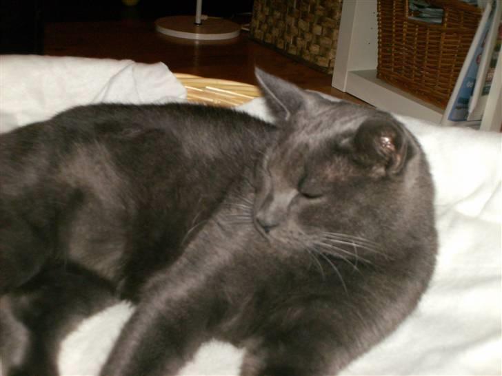 Blanding af racer Snøvs - Dovne Dovne Snøvs billede 2