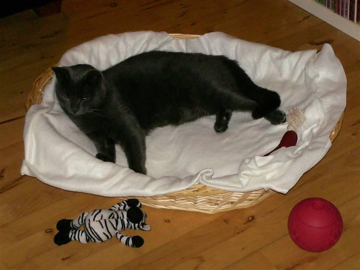 Blanding af racer Snøvs - snøvs i Vores hunds hundekurv billede 3