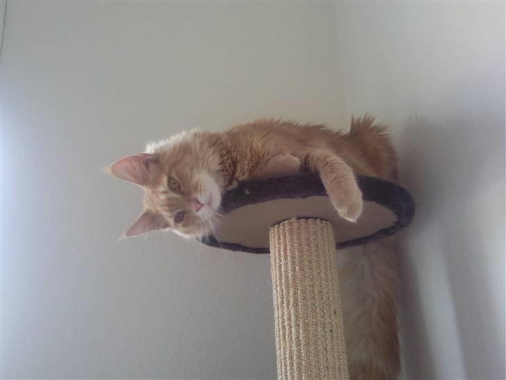 Blanding af racer Sylvester Bor på Fyn nu. - frækkert.. billede 12