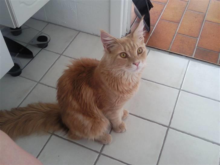 Blanding af racer Sylvester Bor på Fyn nu. billede 13