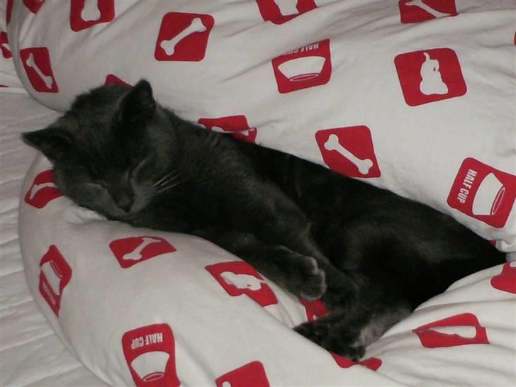 Blanding af racer Snøvs - snøvs i min seng billede 4