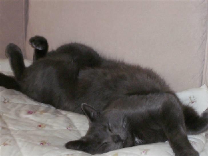 Blanding af racer Snøvs - snøvs der gør sig LÆKKER!! :) billede 5