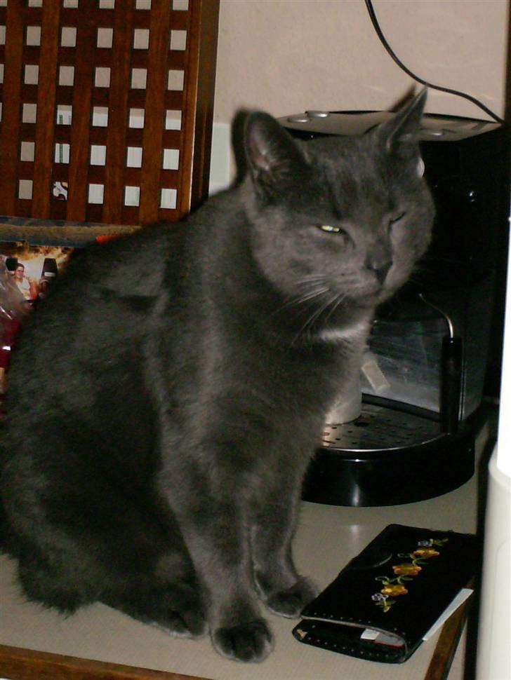 Blanding af racer Snøvs - SNØVS!!!!!!!!!!!!!!!!!!!!!!!!!!!!!!!!!!!!!!!!!!!!!!!!!!!!!!!!!!!!!!!!!!!!!!!!!!!!!!!!!!!!!! billede 6