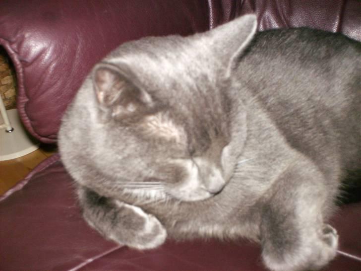 Blanding af racer Snøvs - Snøvs "ZzzzzZzzzz" billede 7