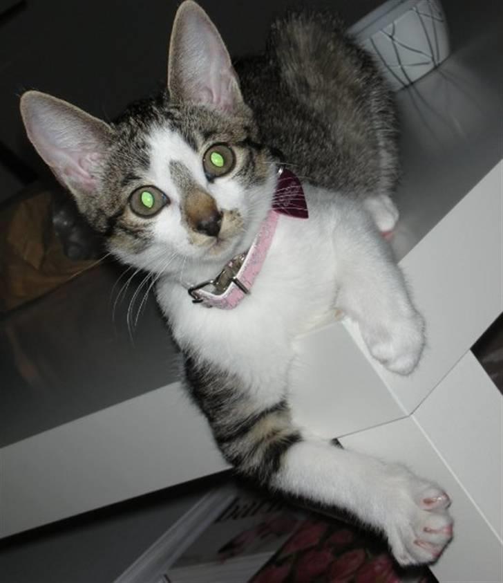 Blanding af racer Maggie Diamond <3 billede 1