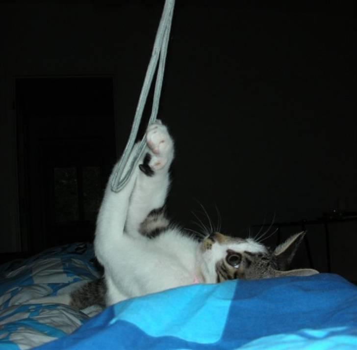 Blanding af racer Maggie Diamond <3 billede 3