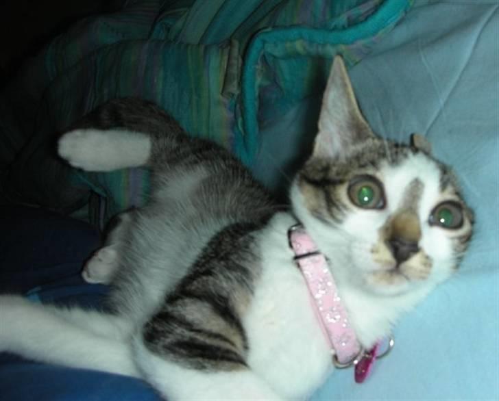 Blanding af racer Maggie Diamond <3 billede 4