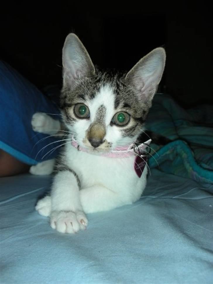 Blanding af racer Maggie Diamond <3 billede 5